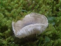 Schwarzpunktierter Schneckling